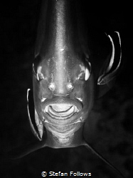 "Fear is a joke, slowpoke, I'm like claws ... " Gang Star... by Stefan Follows 
